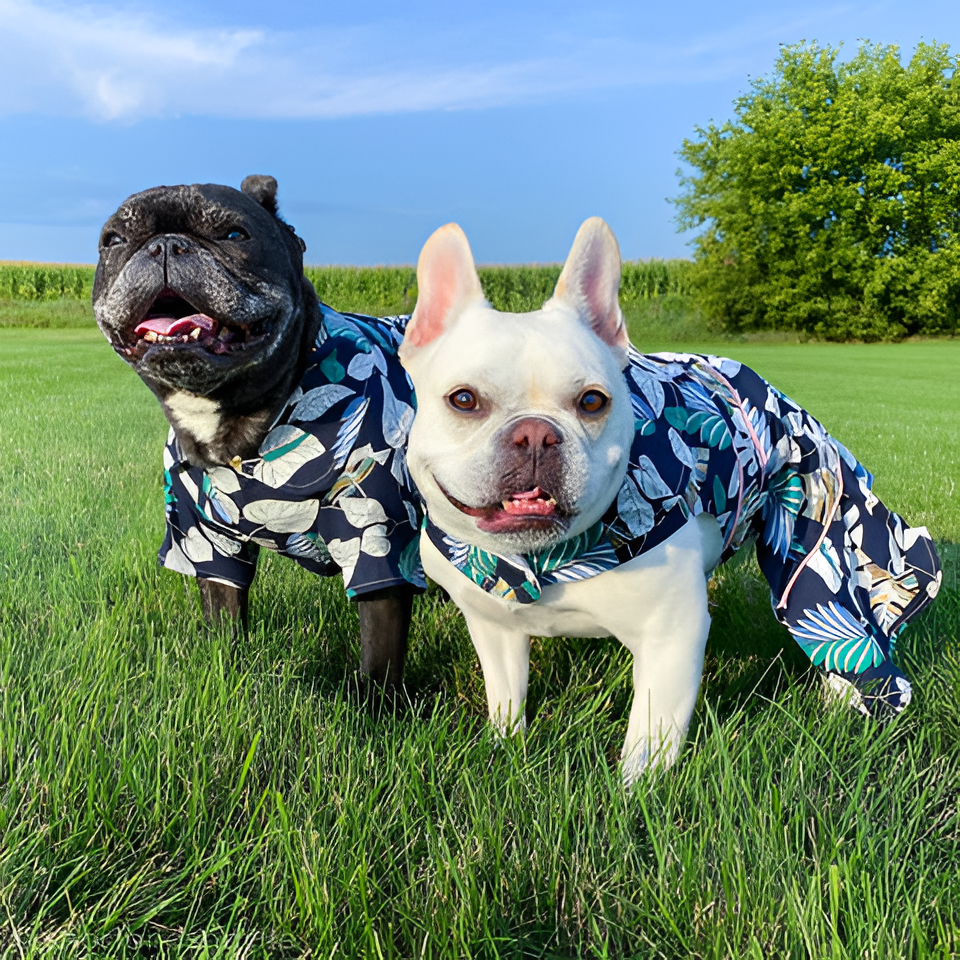 Dressing Your Pet in Style and Comfort