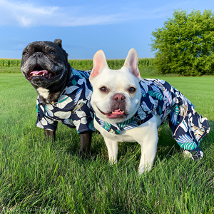 Dressing Your Pet in Style and Comfort