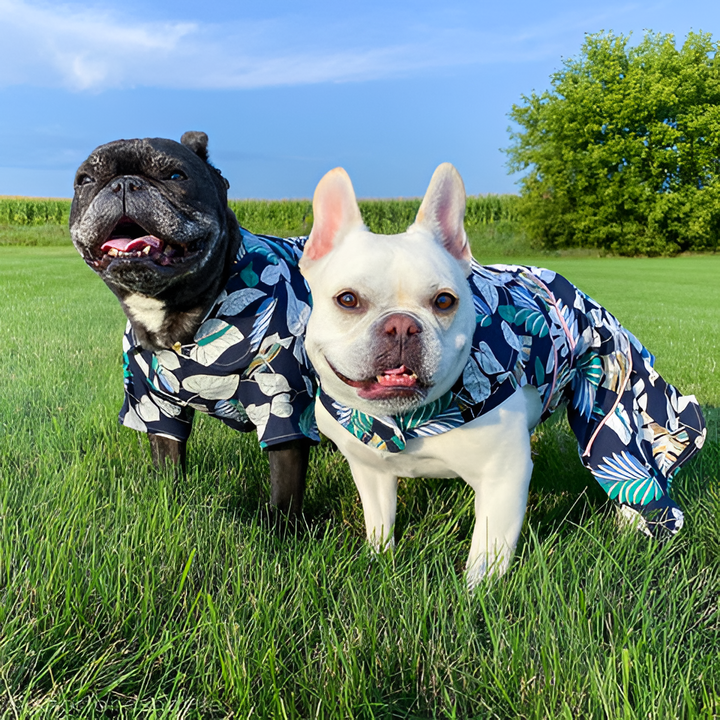 Dressing Your Pet in Style and Comfort