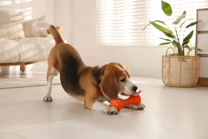 The Importance of Playtime for Pets