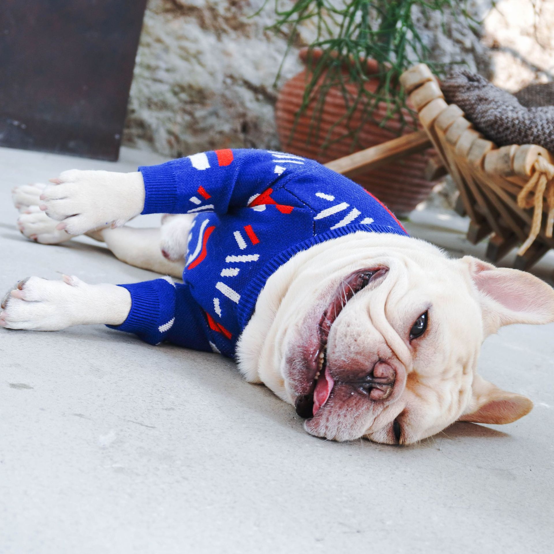 Cozy Pet Sweater Clothing