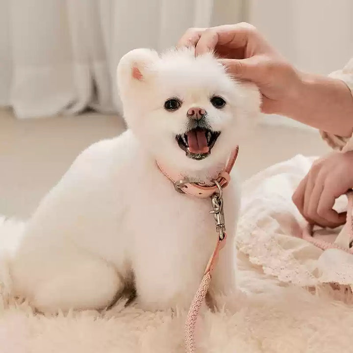 Pet Leather Collar Handheld Rope Leash Training Set