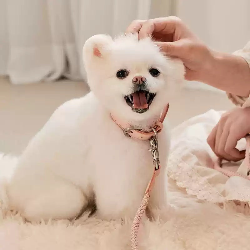 Pet Leather Collar Handheld Rope Leash Training Set