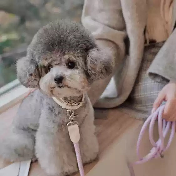 Pet Leather Collar Handheld Rope Leash Training Set
