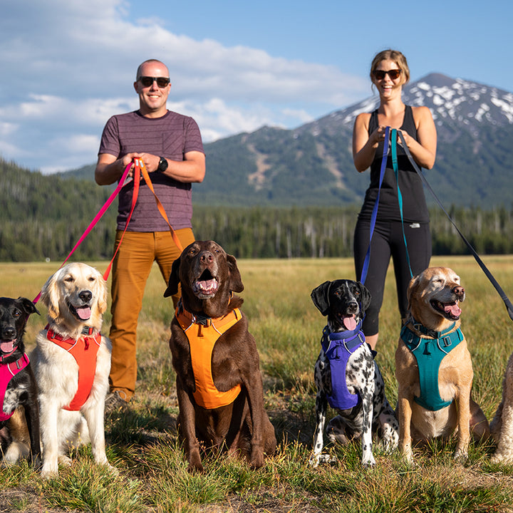 Chest Back Pet Harness Leash