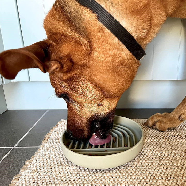 Fashion Simple Slow Feeding Pet Bowl