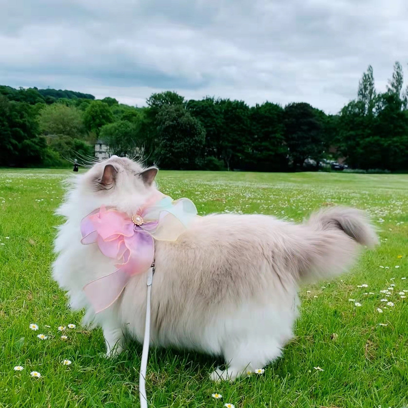 Butterfly Retractable Anti Escape Pet Leash